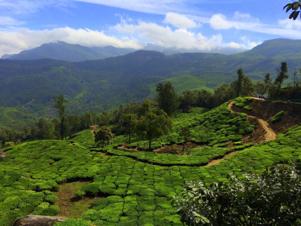 10 Best Places to Eat in Munnar: Ultimate Food Guide best places to eat in munnar